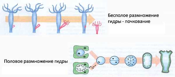 Кракен 15at